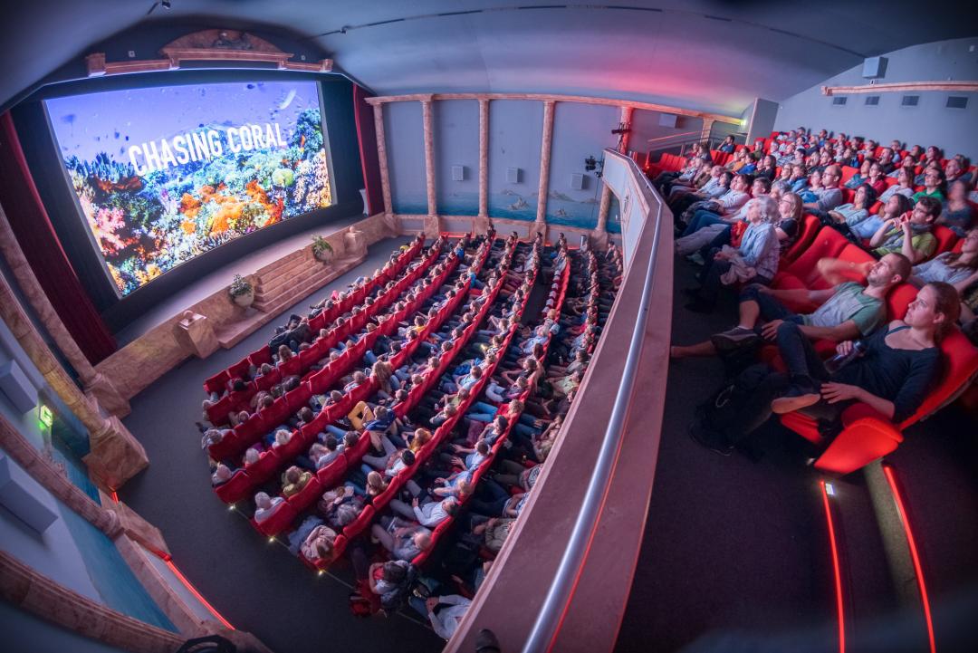 festival18-kiwi-kino-winterthur