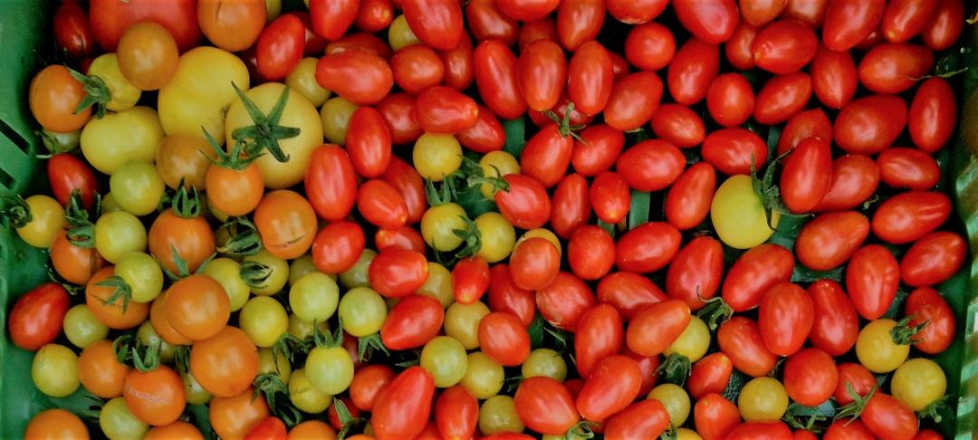 Tomaten