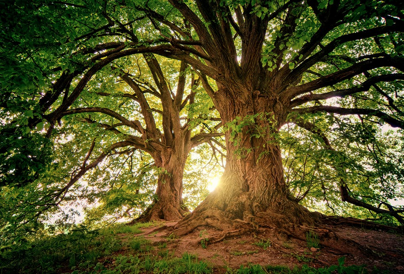 Baum.png