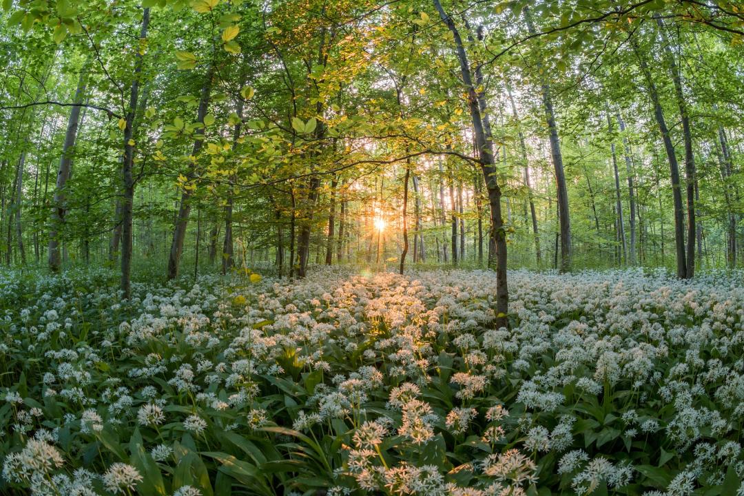 forest-811352_1920