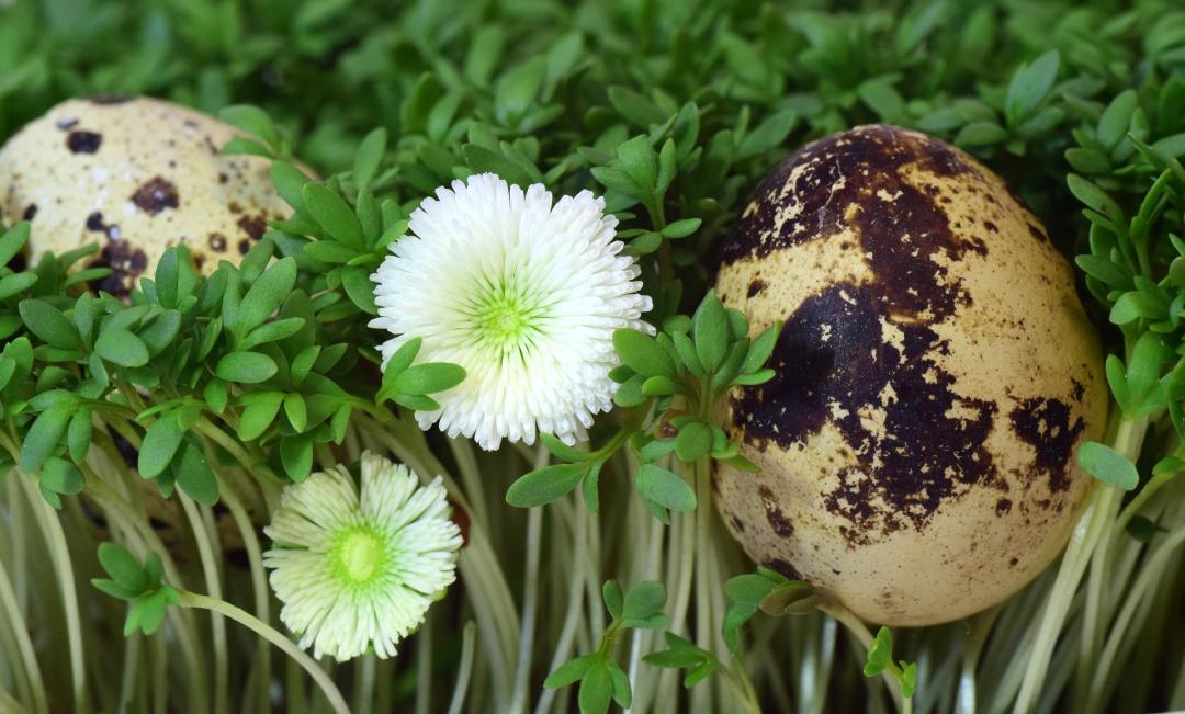 quail-egg-3249384_1920