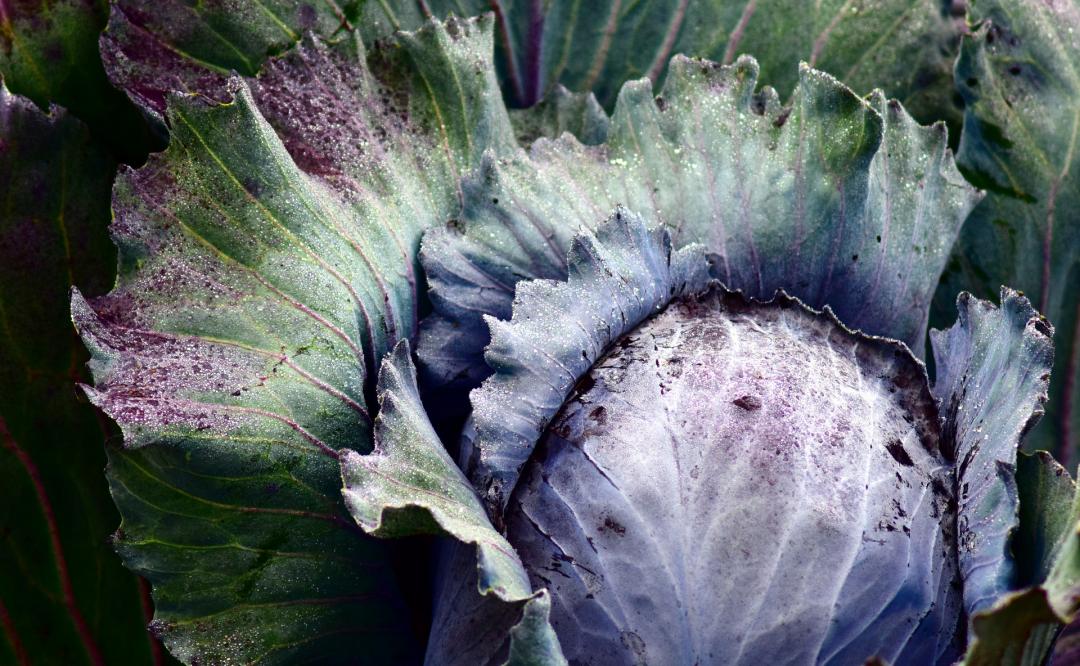 red-cabbage-2747356_1920