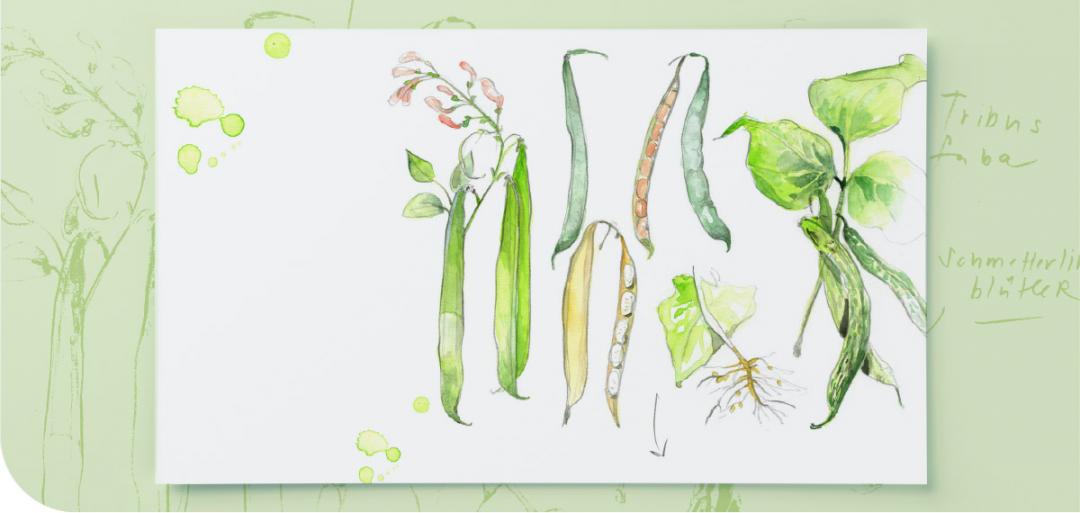 Bohnen_Header_ohne_Text
