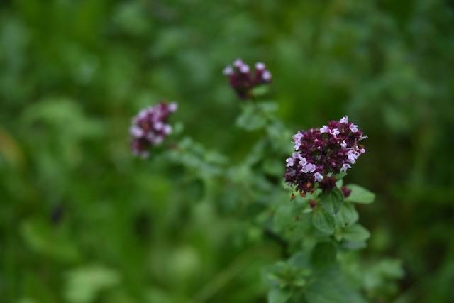 DSC_0950.jpeg