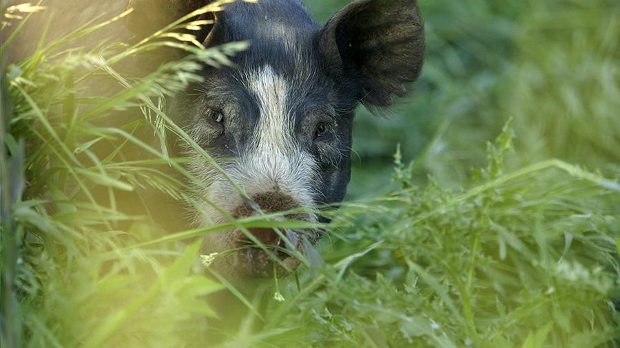 Pig-in-grass-300dpi