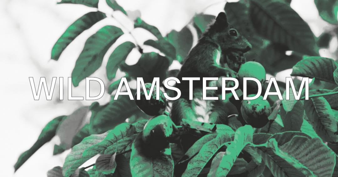 WILD%20AMSTERDAM
