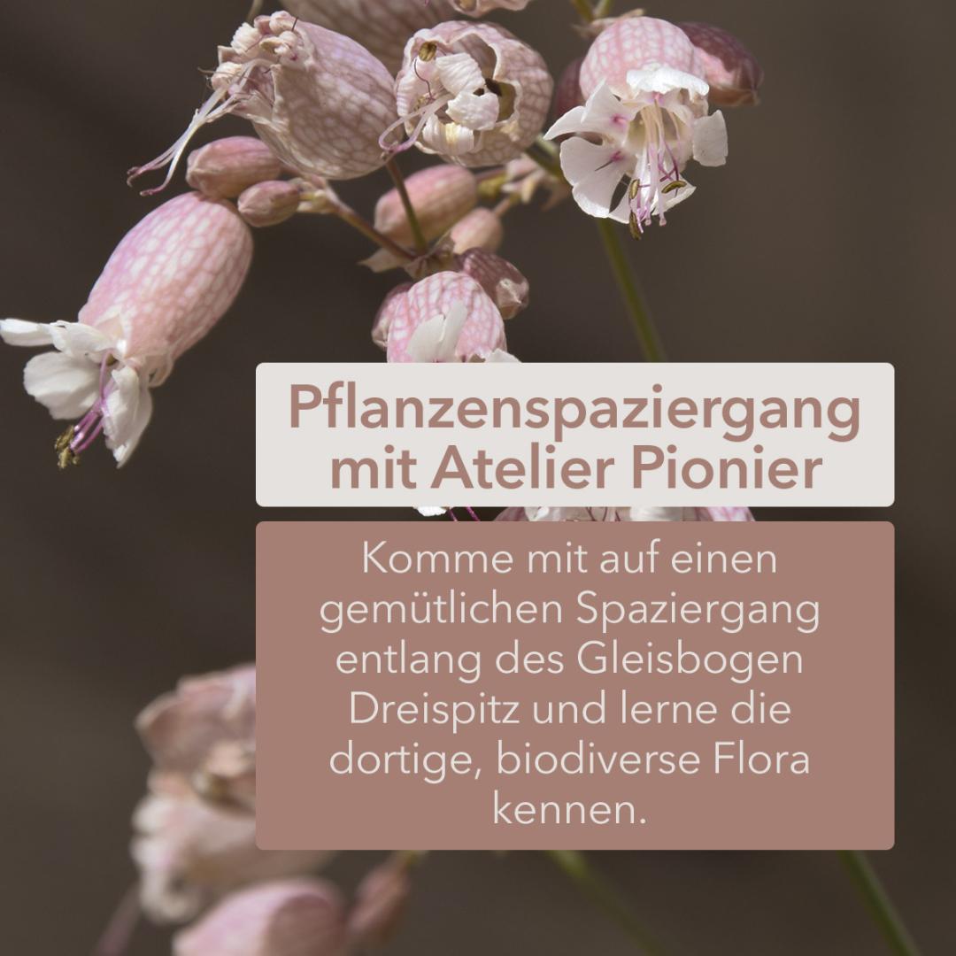 Pflanzenspaziergang