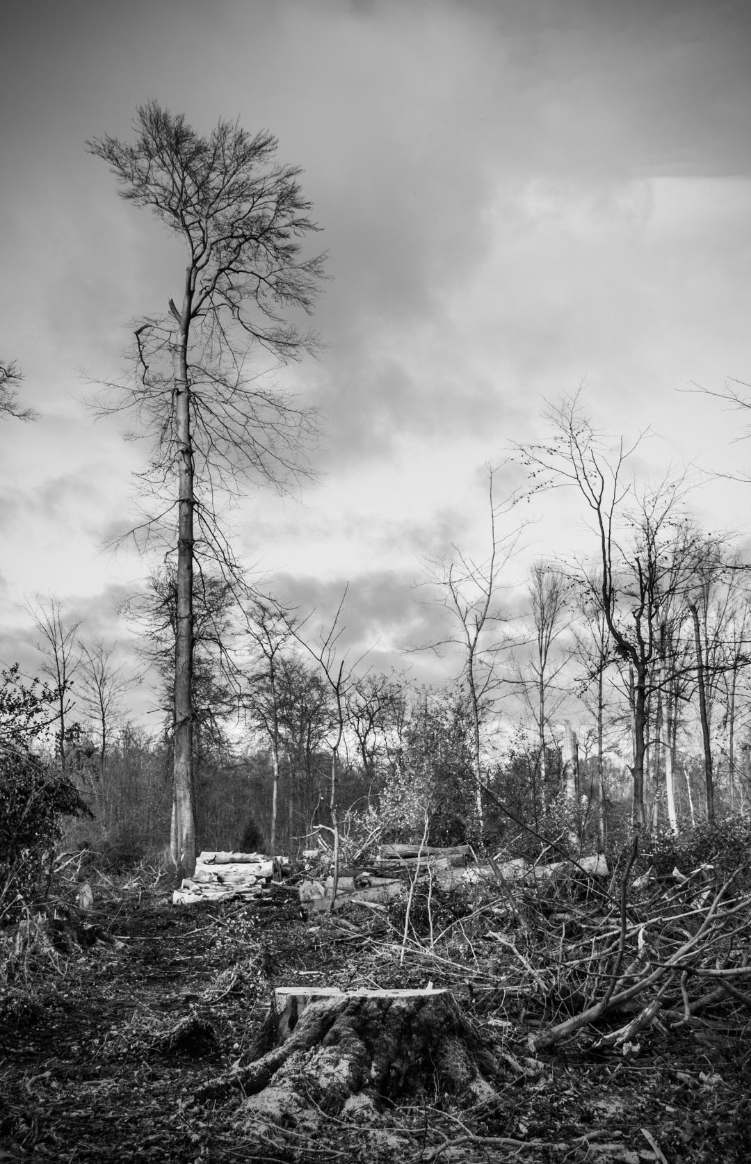storm-damage-595375