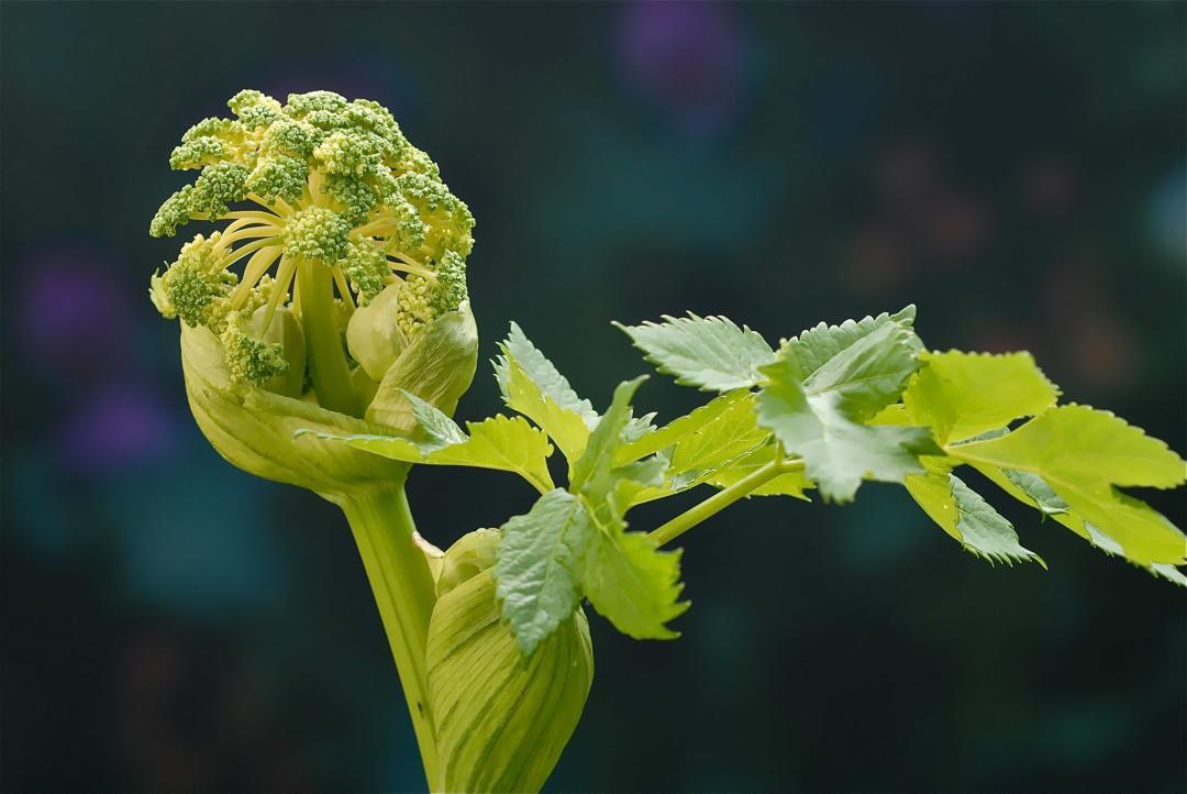 angelica_archangelica_3434-Arbeitskopie-2-2048x1370