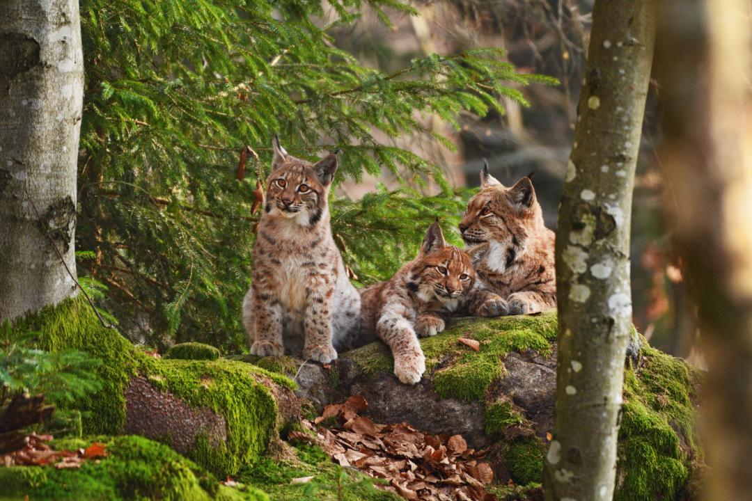 S7_Luchs%20%C2%A9%20Shutterstock%20%282%29