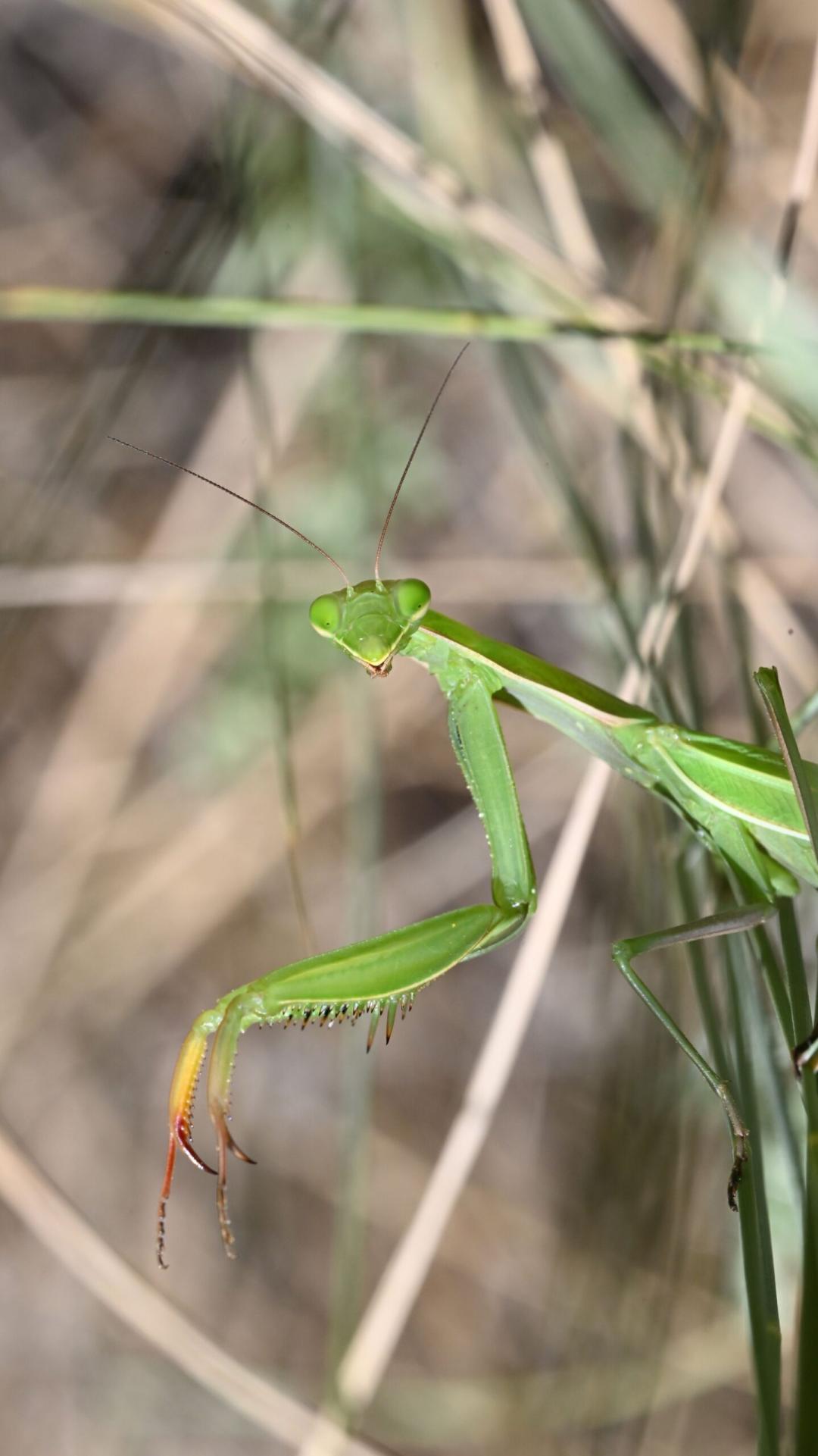 Gottesanbeterin_VIS_8553-scaled