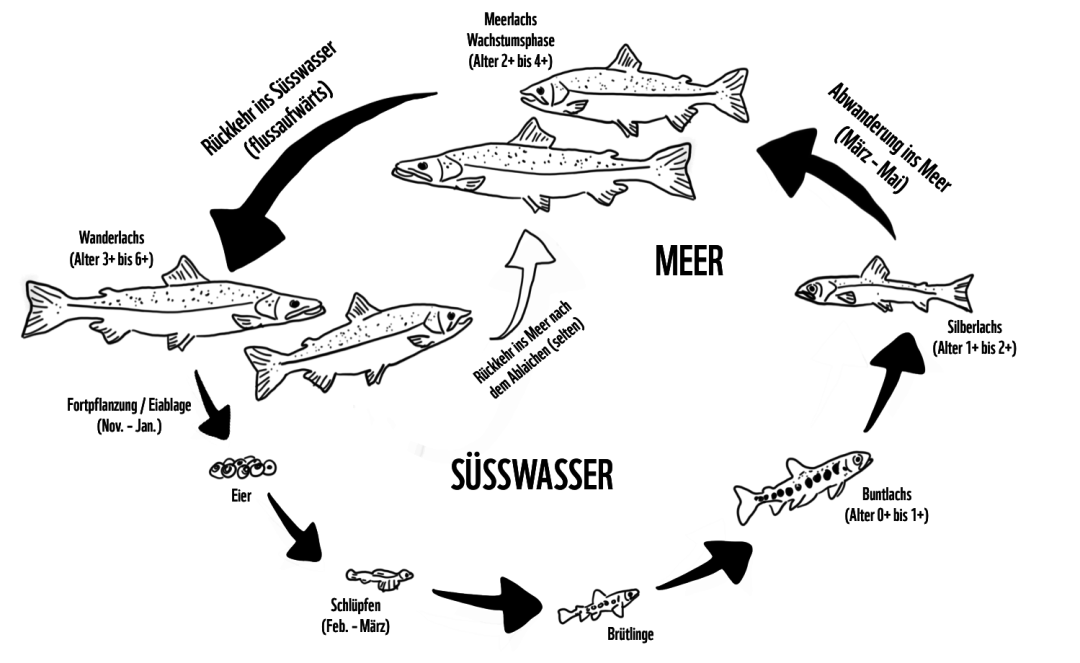 csm_Lebenszyklus_Lachs_Fabienne_Kim_c_Joerg_Lange_2a3b199595.png