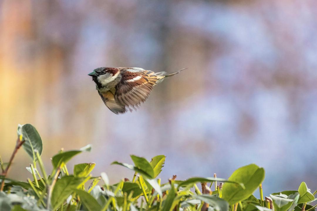 sies-kranen-Di_r7vntAuU-unsplash