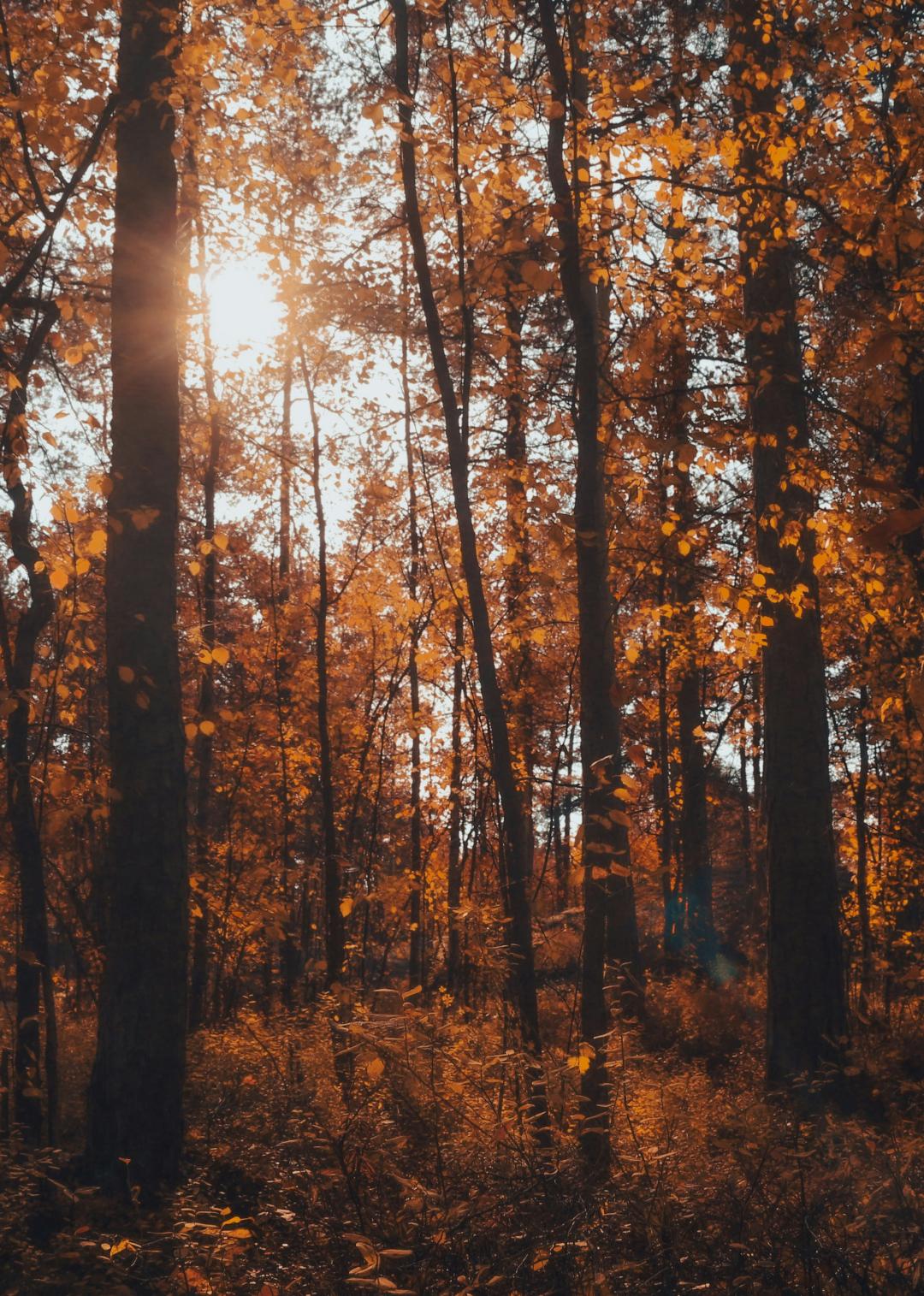 anni-s-qJs6NCeqZ18-unsplash