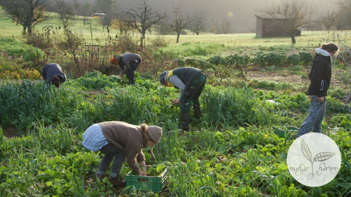 Nuglar_Gaerten_AckerSamstag_November.png