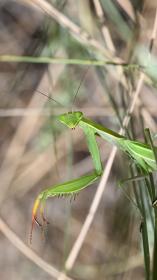 Gottesanbeterin_VIS_8553-scaled