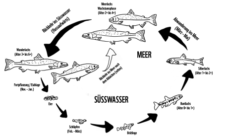 csm_Lebenszyklus_Lachs_Fabienne_Kim_c_Joerg_Lange_2a3b199595.png