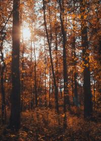 anni-s-qJs6NCeqZ18-unsplash